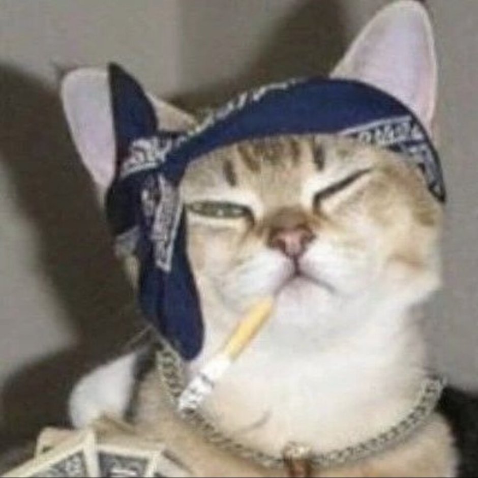 Кошка в бандане