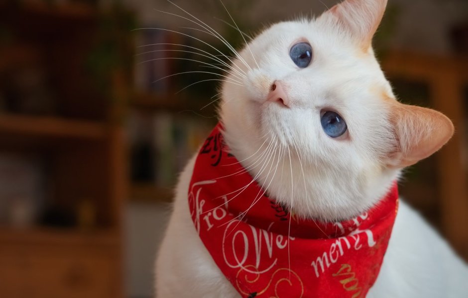 Кот в одежде