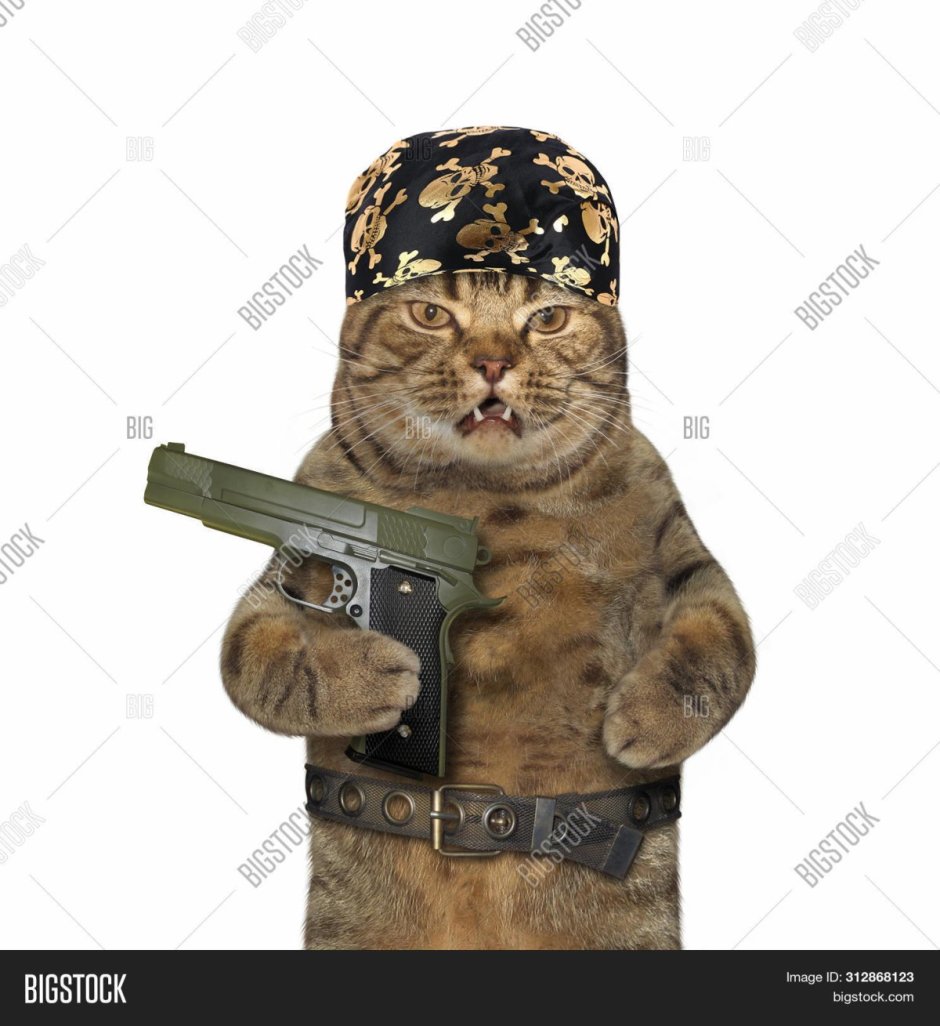 Кот в бандане