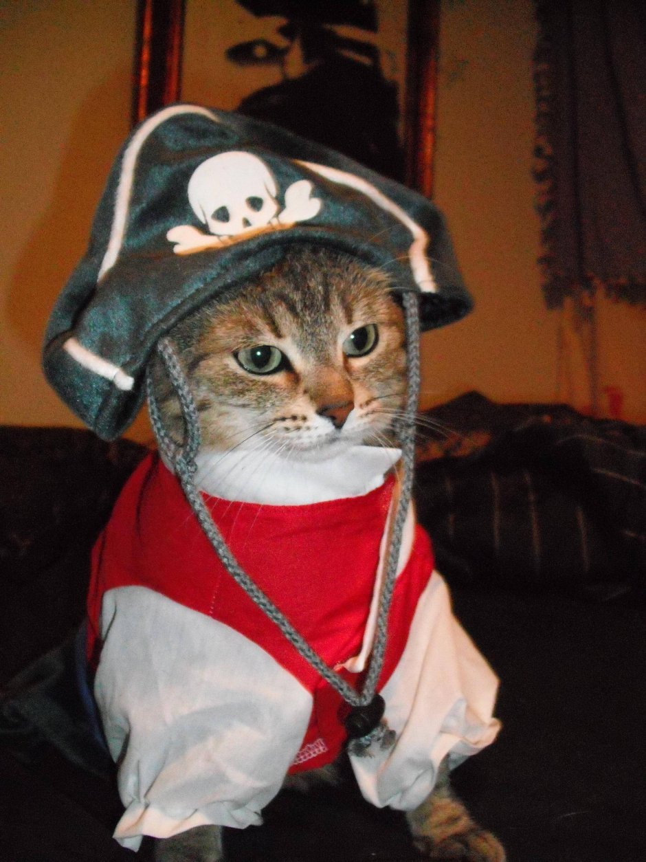 Кот в бандане