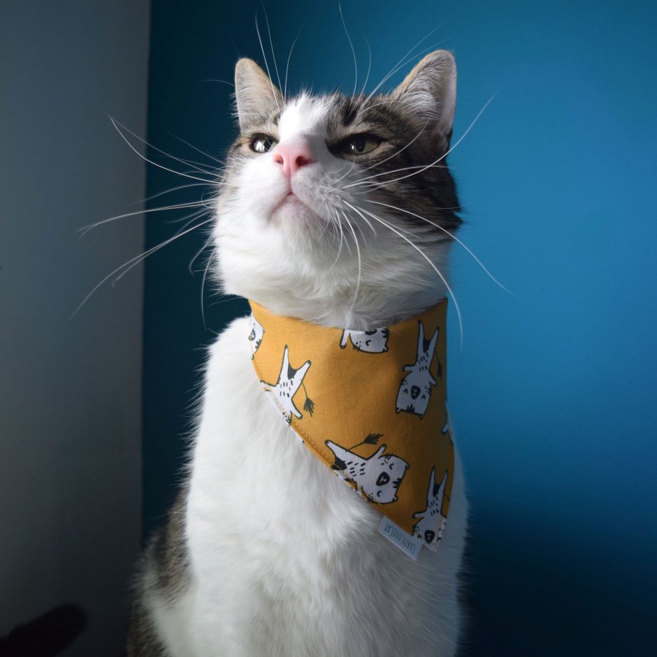 Кот в красной бандане