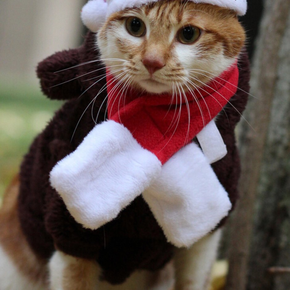 Кот в бандане