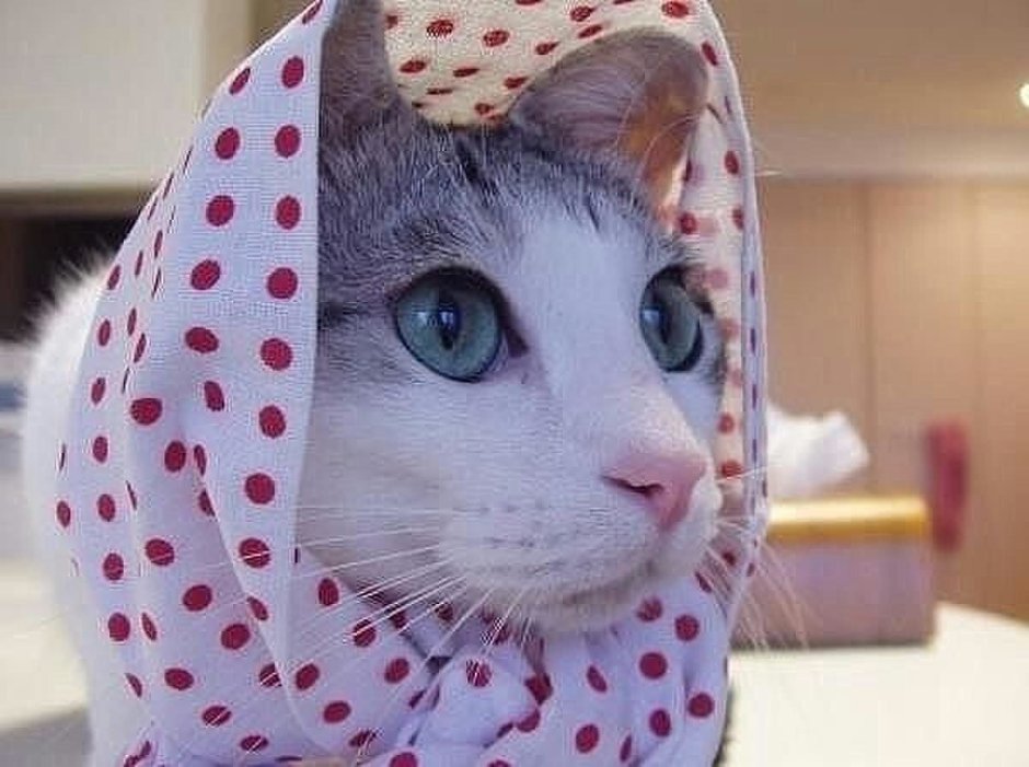 Кот в бандане