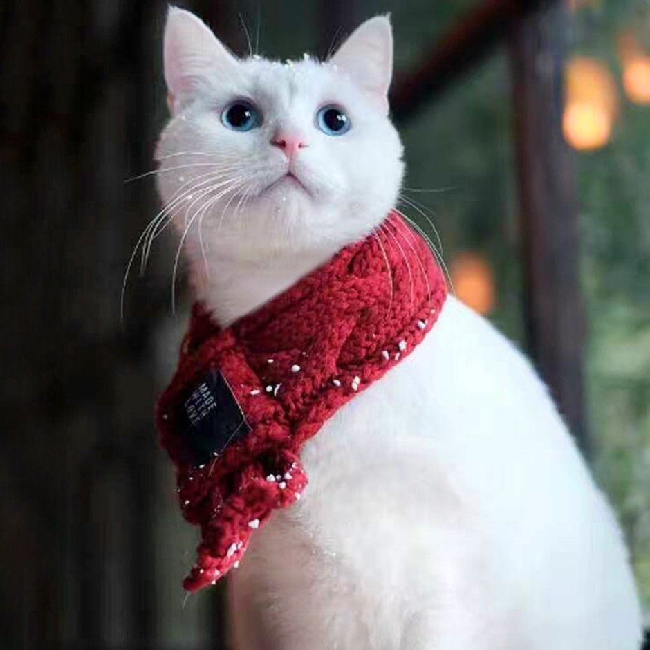 Котенок в шапочке