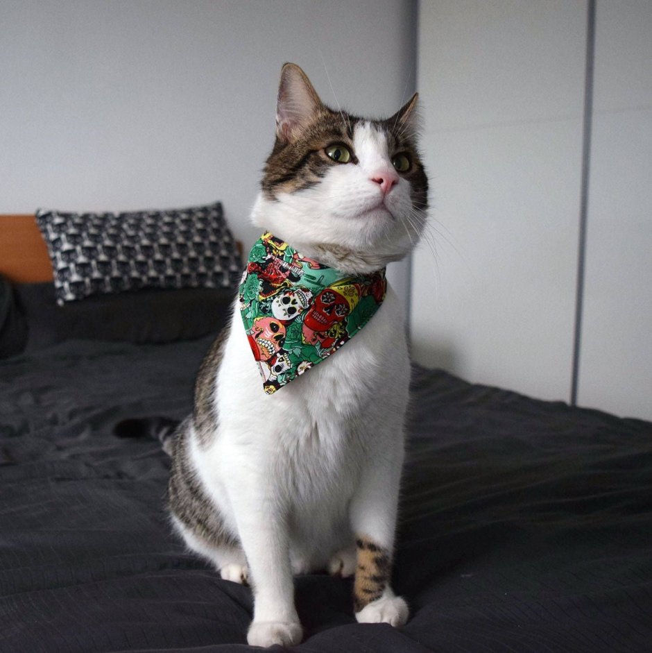 Коты в крутой одежде