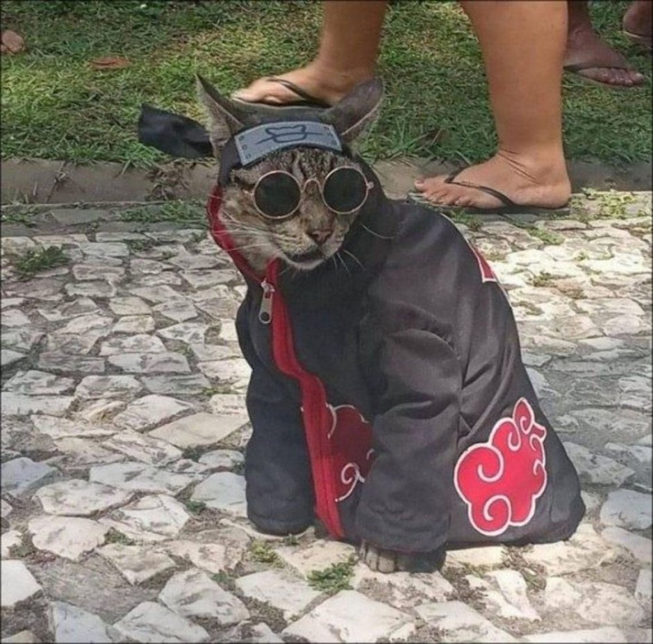 Кот в платке