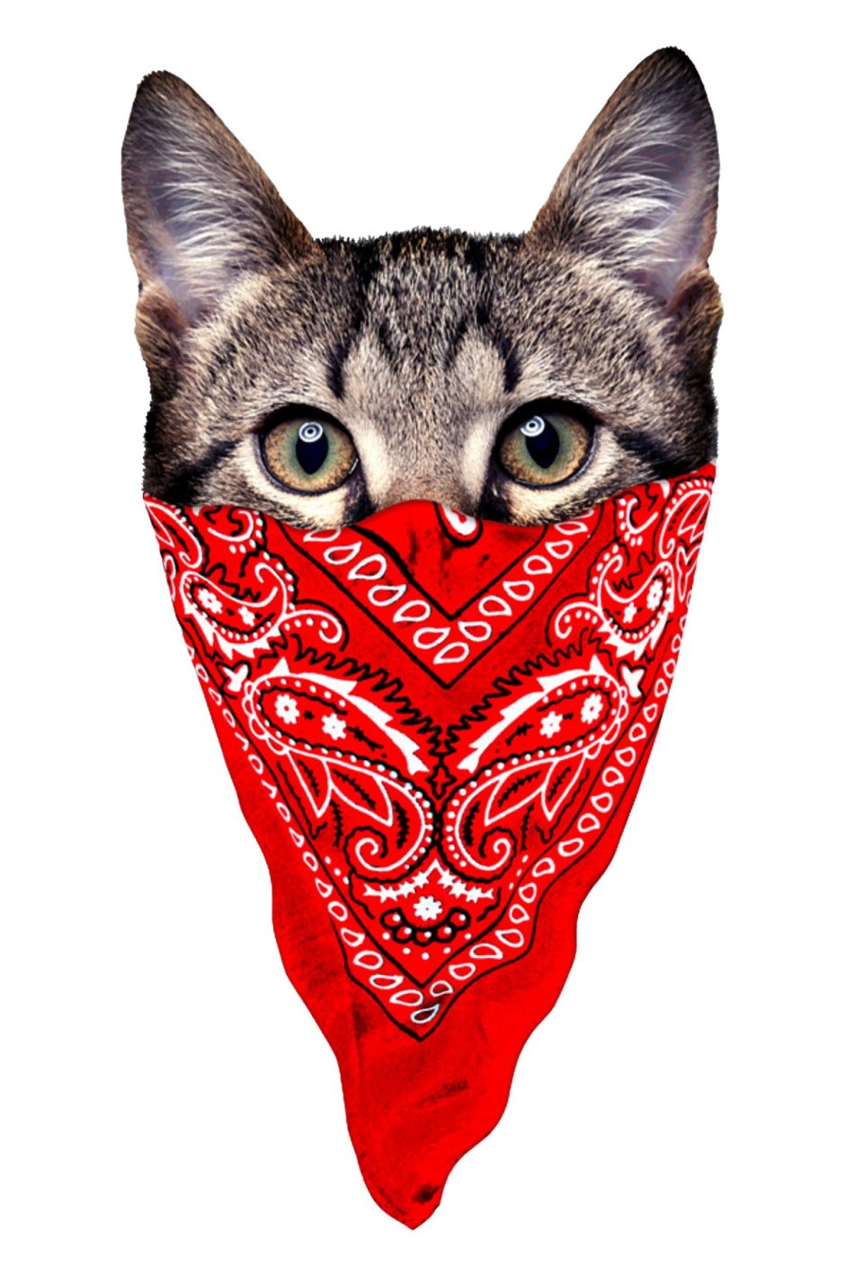 Котик в бандане