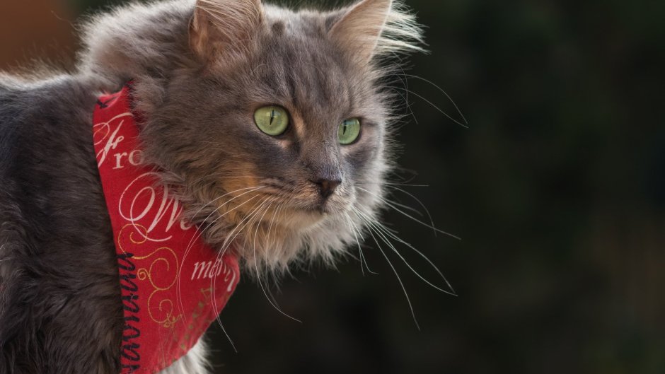 Кот в костюме утки