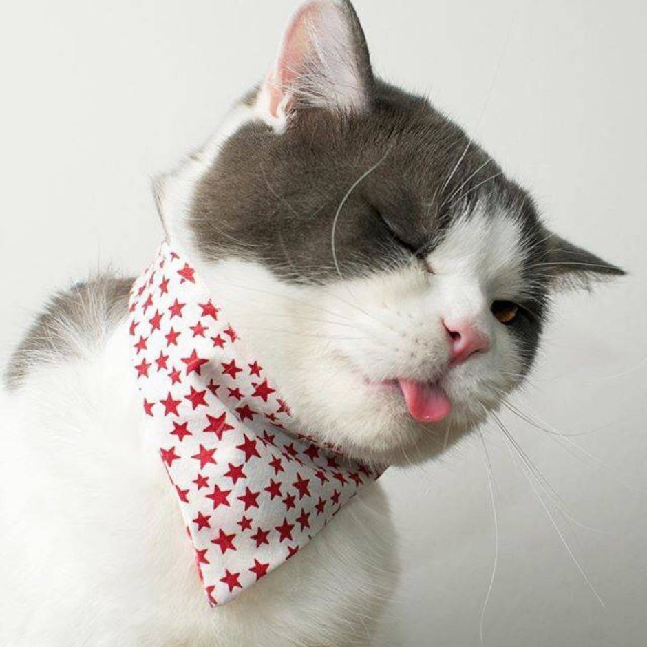 Кошка в косынке