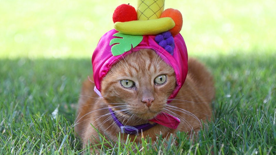 Воротник для кота