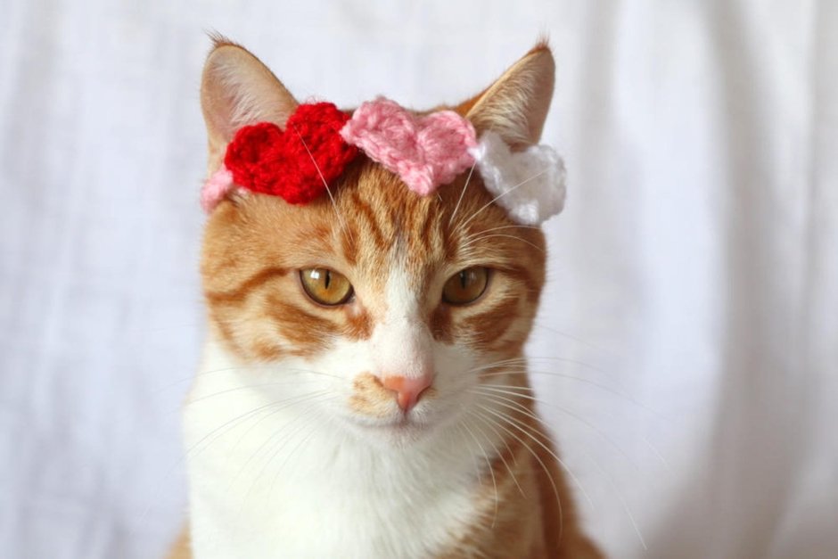 Кот с банданой на шее