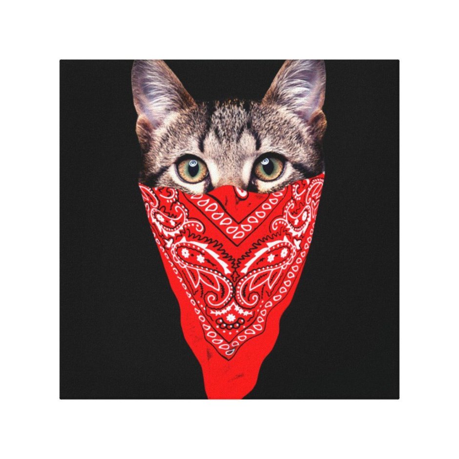 Кот в бандане