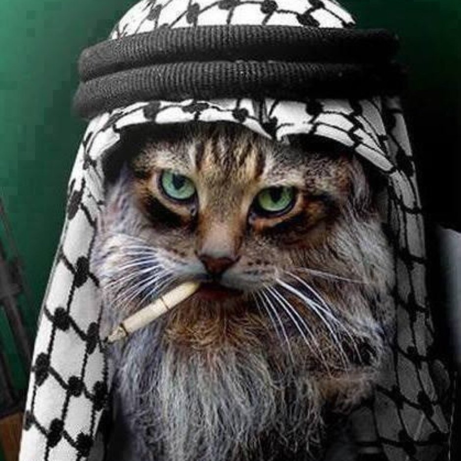 Кошка в платочке