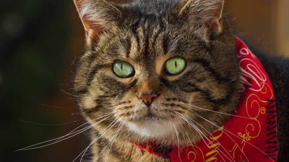 Шарфы для котов