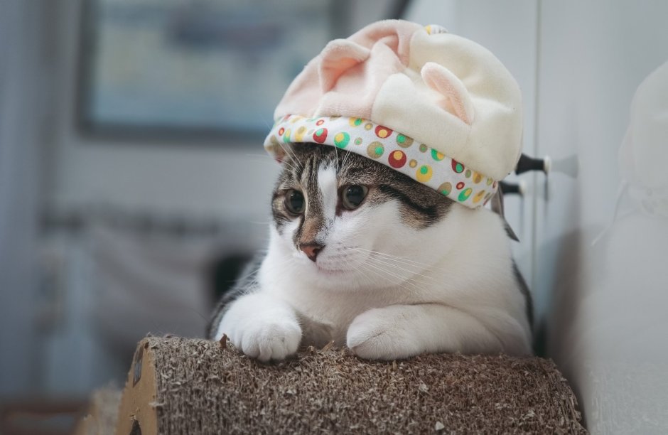 Котик с банданой на шее