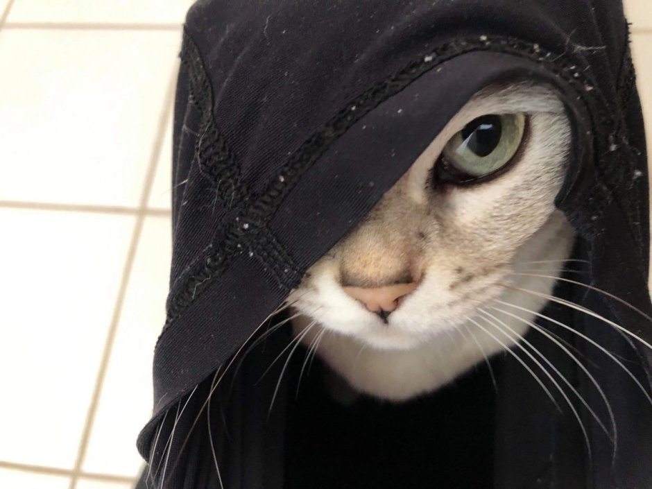 Бандана котиков