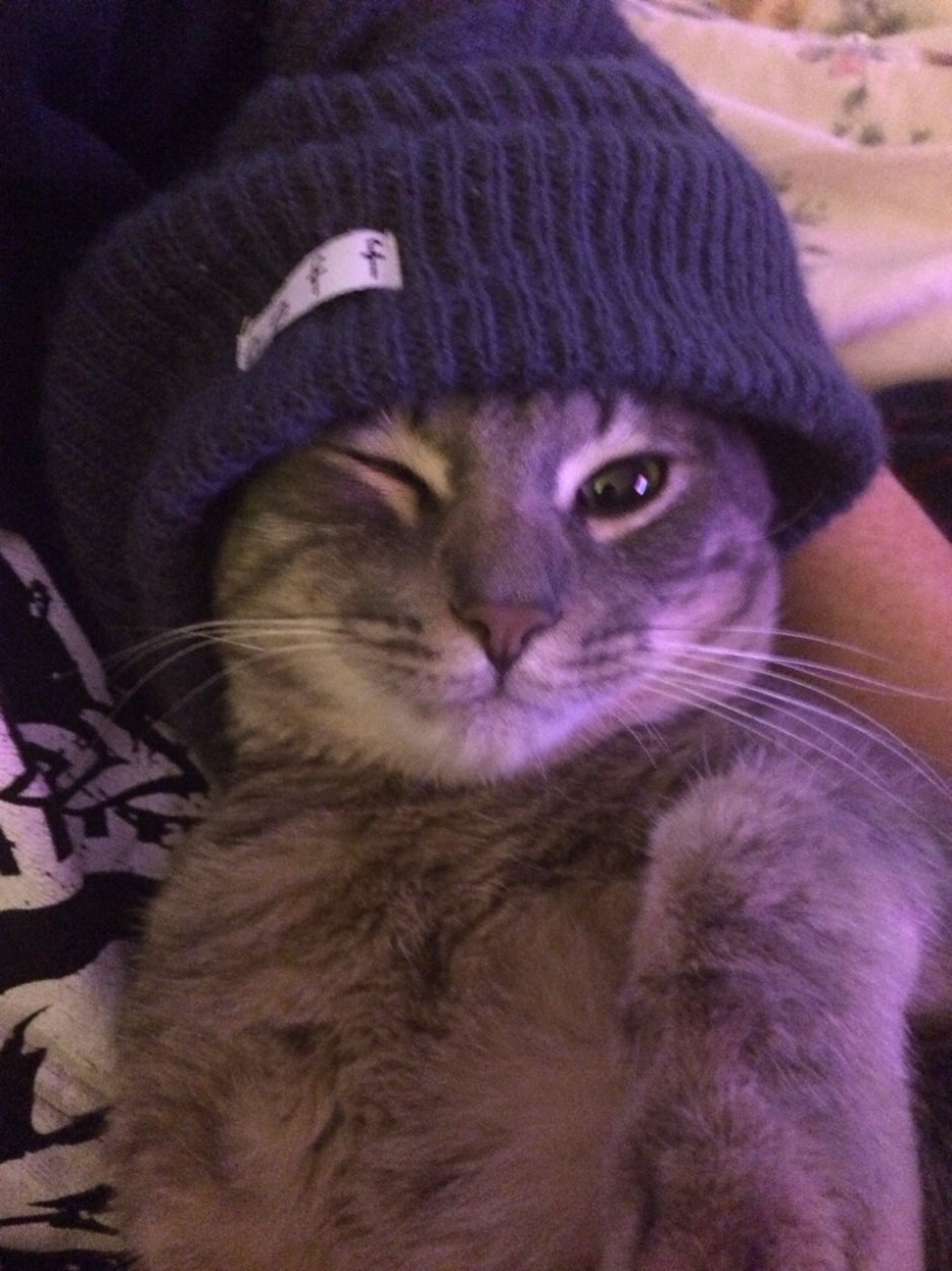 Шапочки для котиков