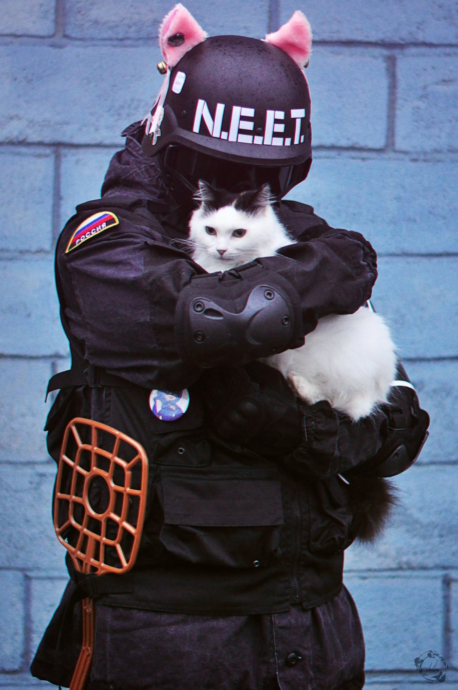 Котики смешные