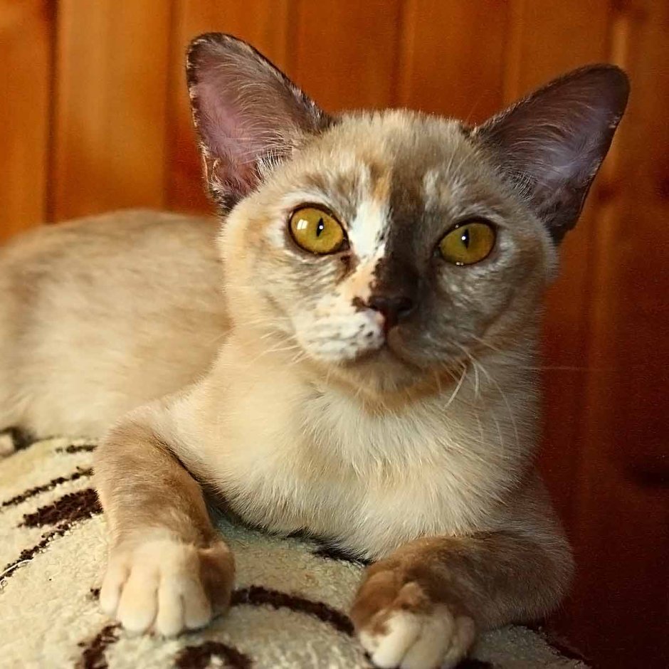 Тайская кошка черепаховые Пойнт