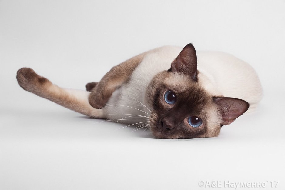 Tortie point Cat