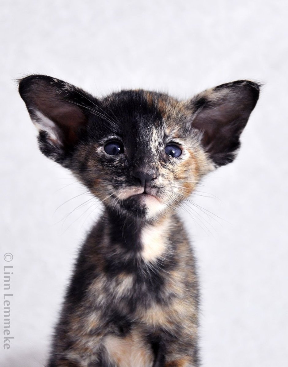 Рыжий сиамский кот