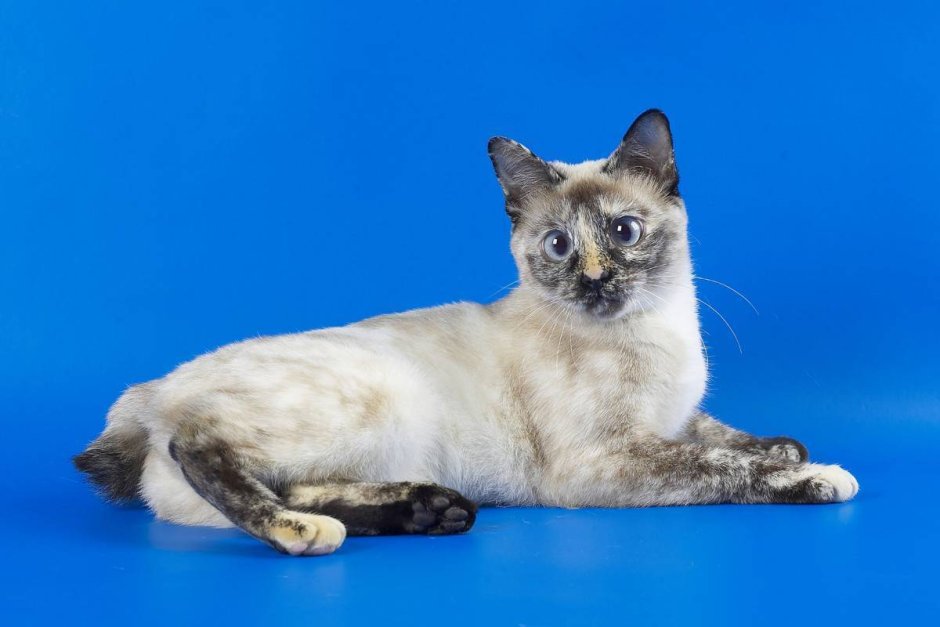 ‘Super rare,’ 1-in-3,000 male Calico Shelter Cat Lights up Internet and finds a Home