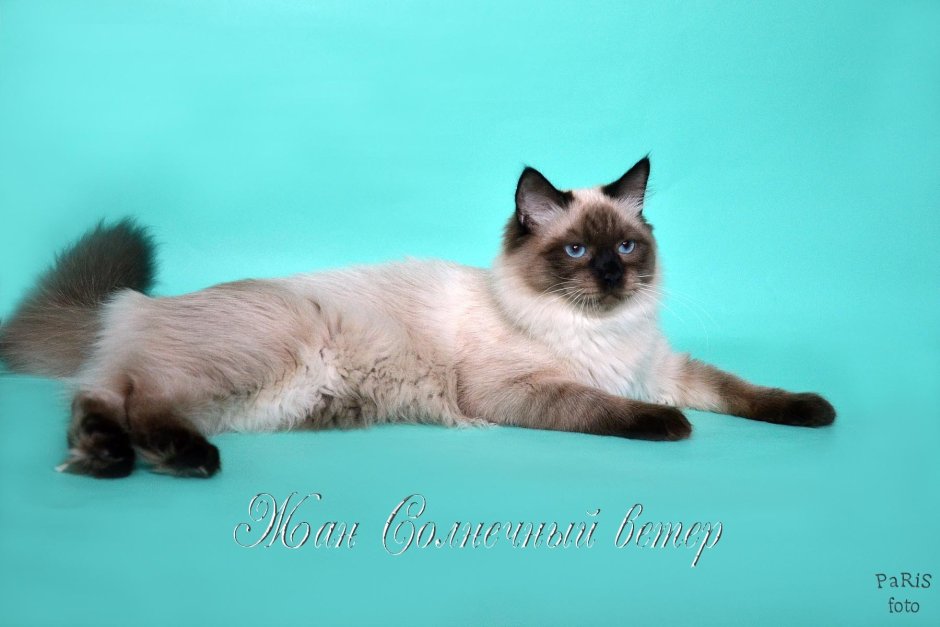 Окрас кота n33