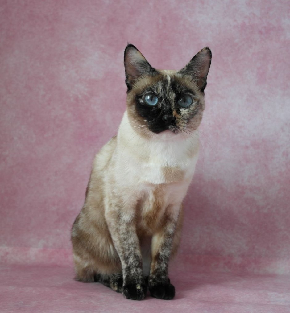 Lilac and Cream, Classic Tortoiseshell