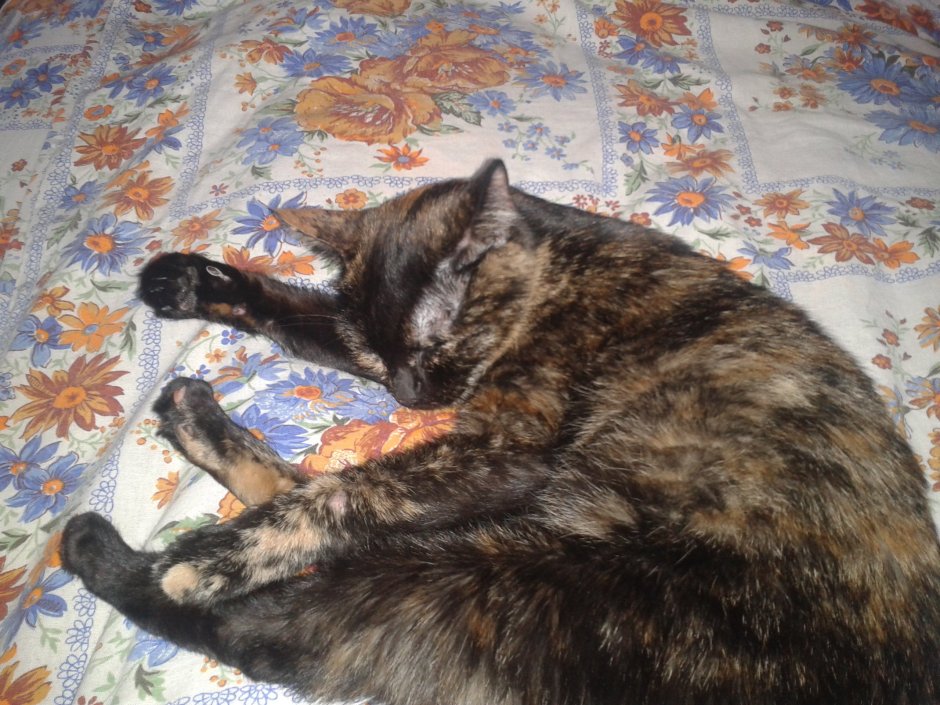 Кошка Мотя