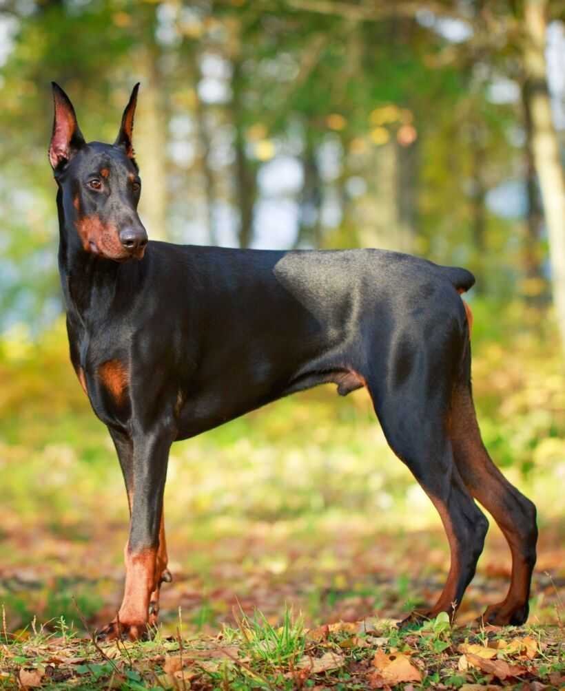 Королевский Доберман