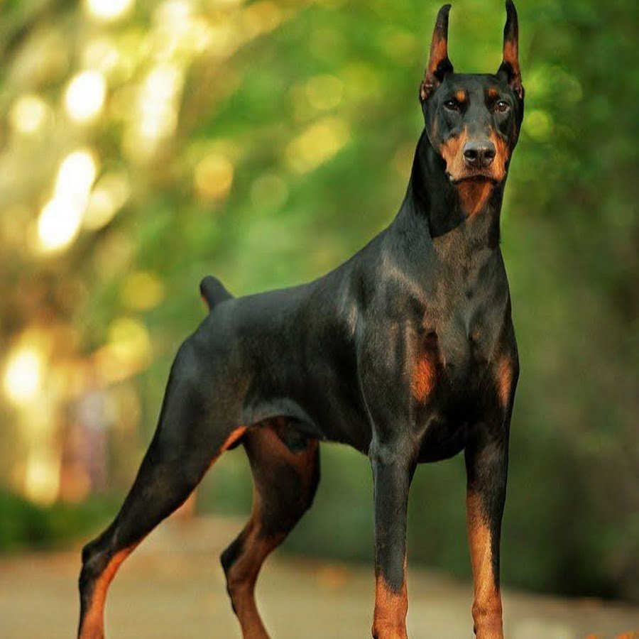 Коричнево подпалый Доберман