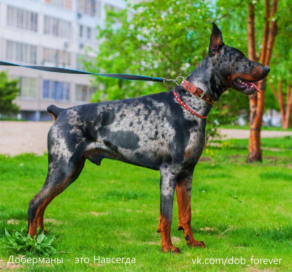 Мраморный Доберман