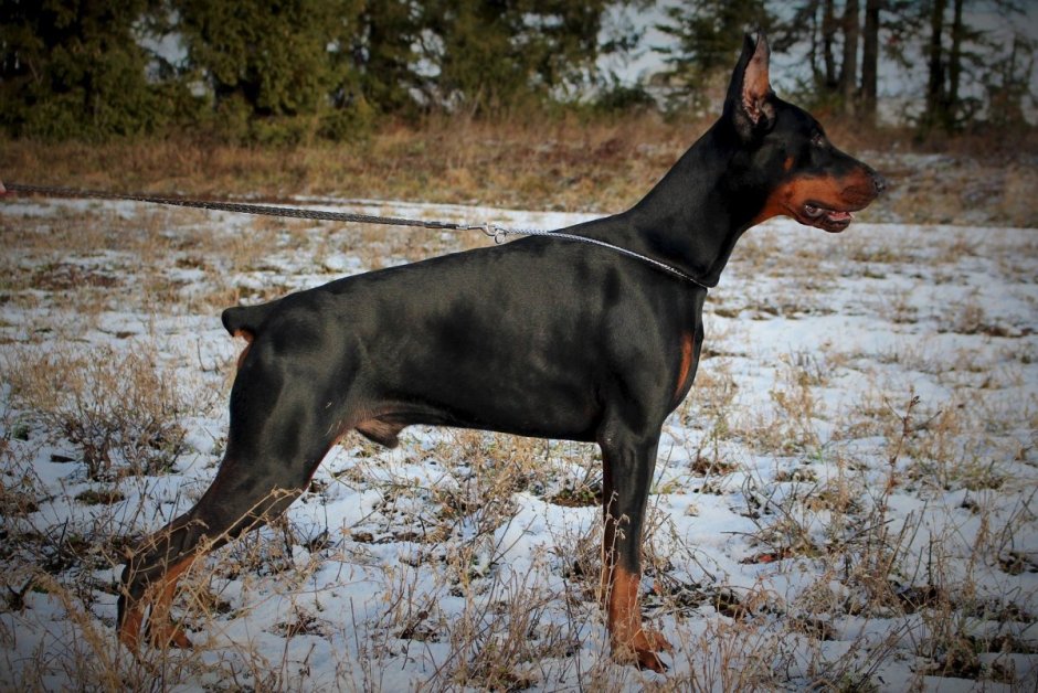 Мраморный Доберман