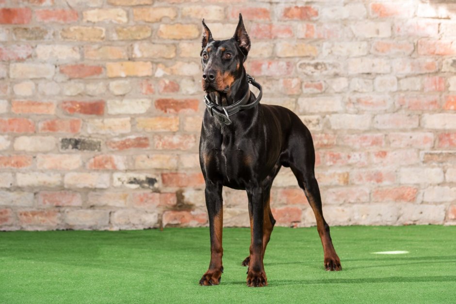 Доберман анфас