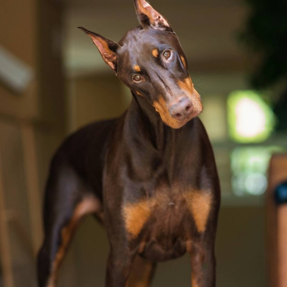 Доберман-пинчер шоколадный