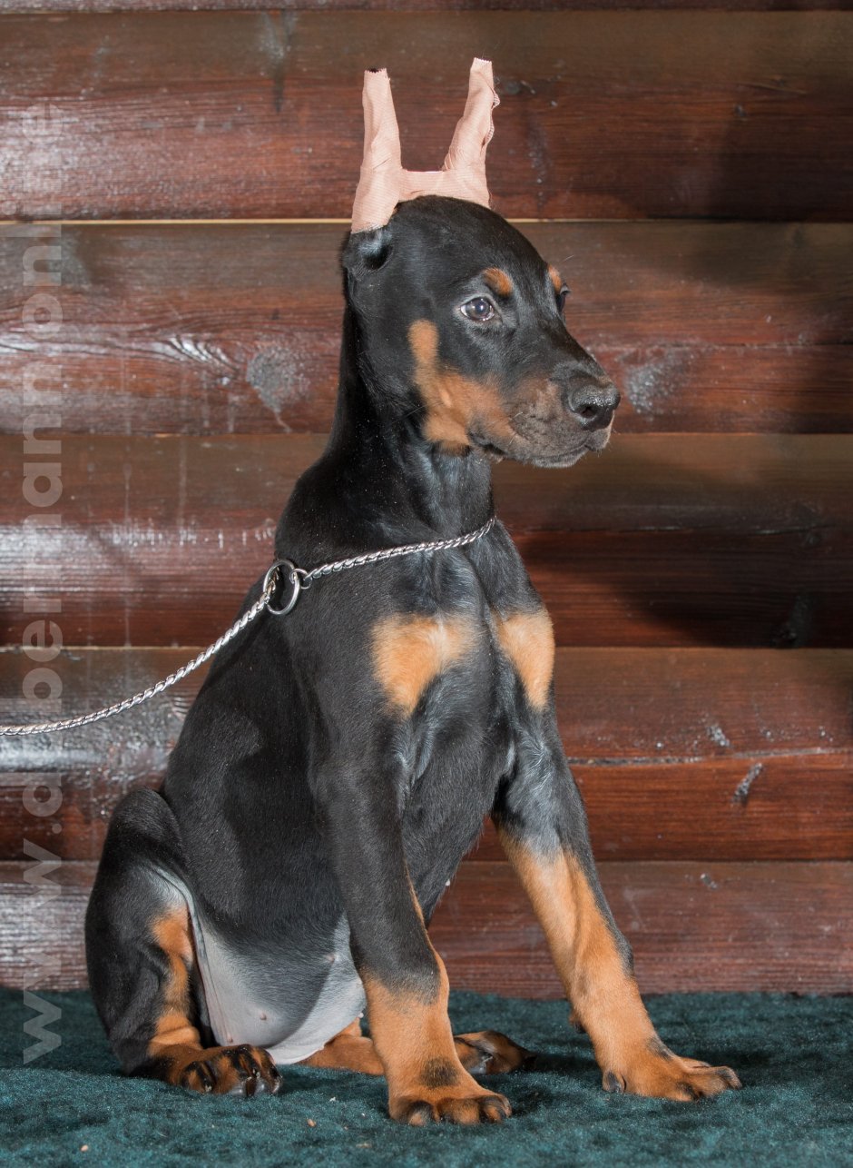 Доберман Европейский стандарт