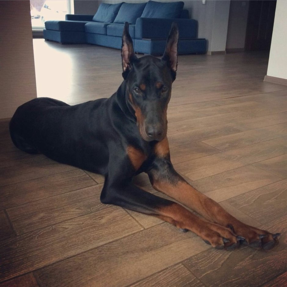 Доберман в доме