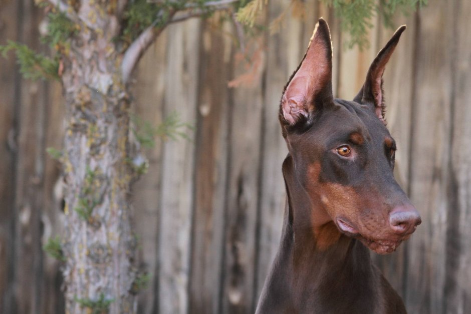 Немецкий пинчер и Доберман