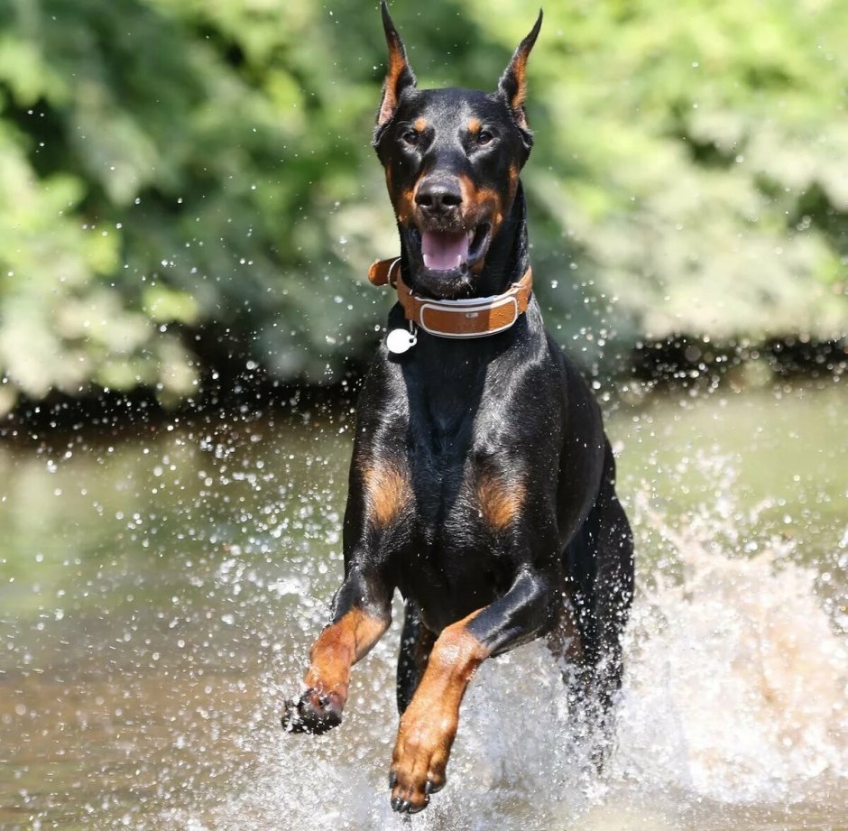 Мраморный доберман