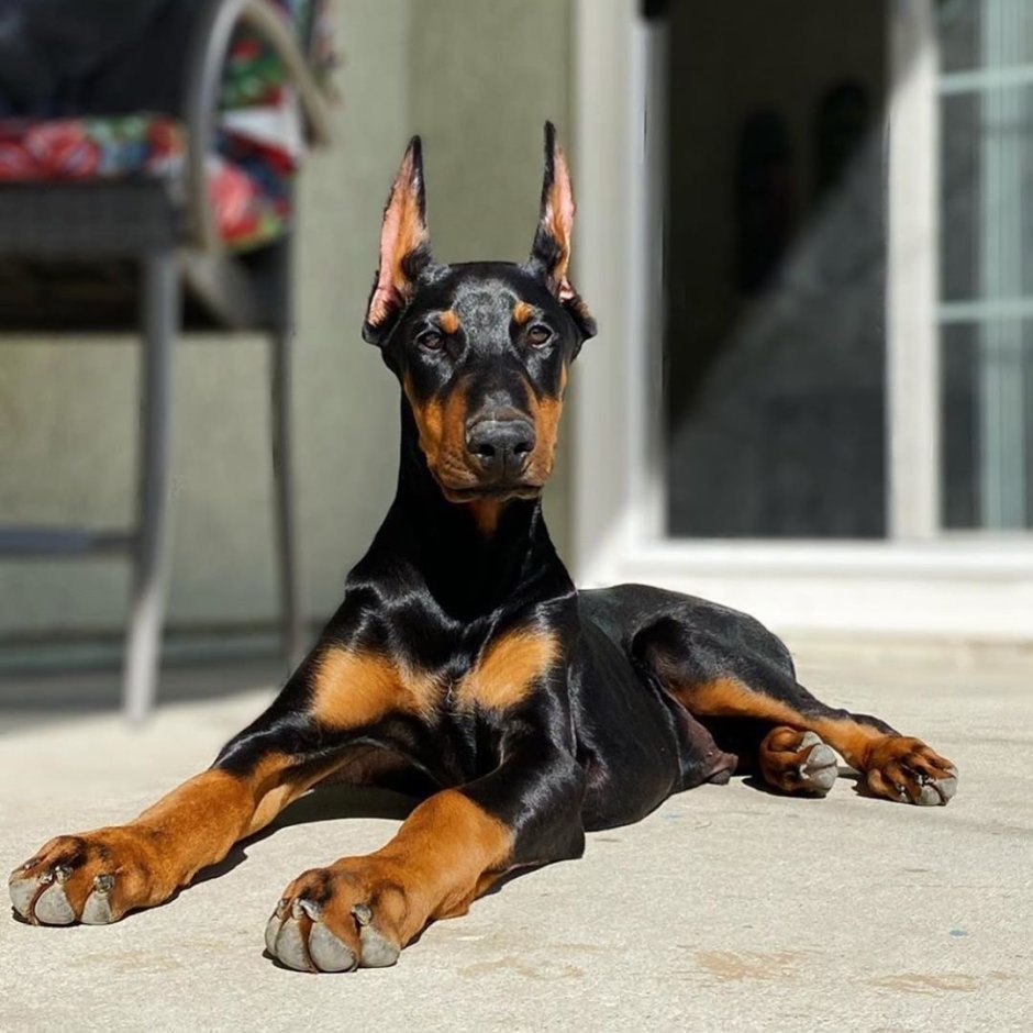 Доберман экстерьер