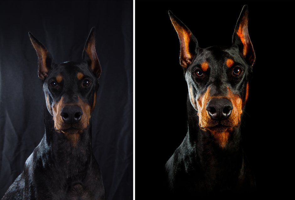 Доберман портрет