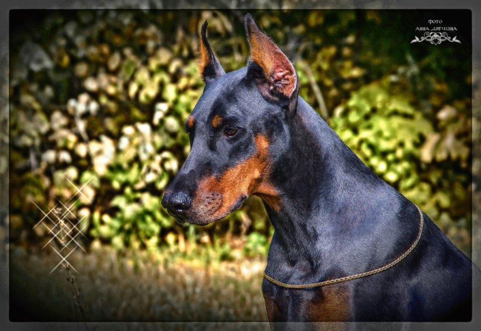 Мраморный Доберман