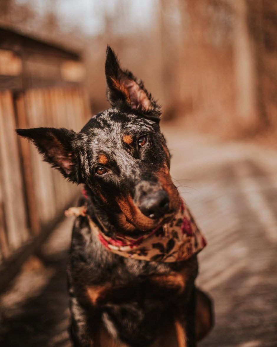 Босерон Эстетика