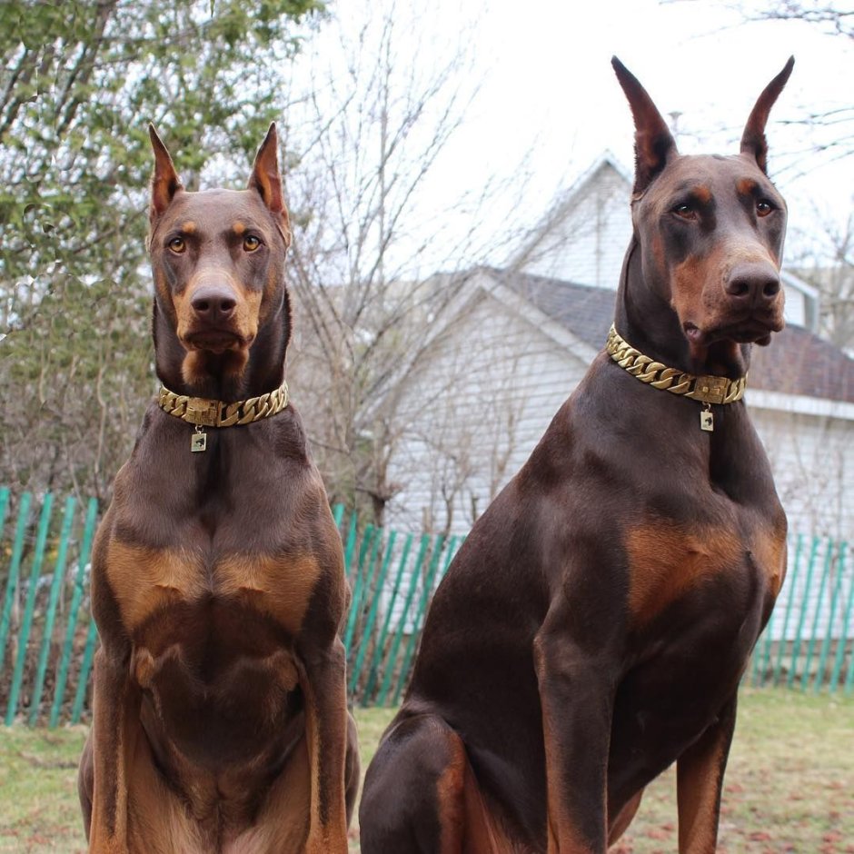Доберман-пинчер шоколадный
