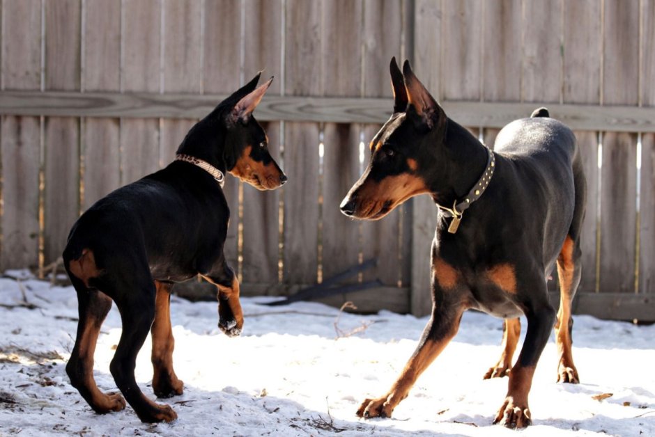 Овчарка Босерон