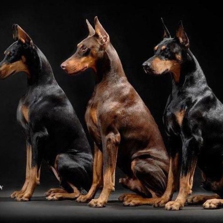 Доберман Владека Рошины