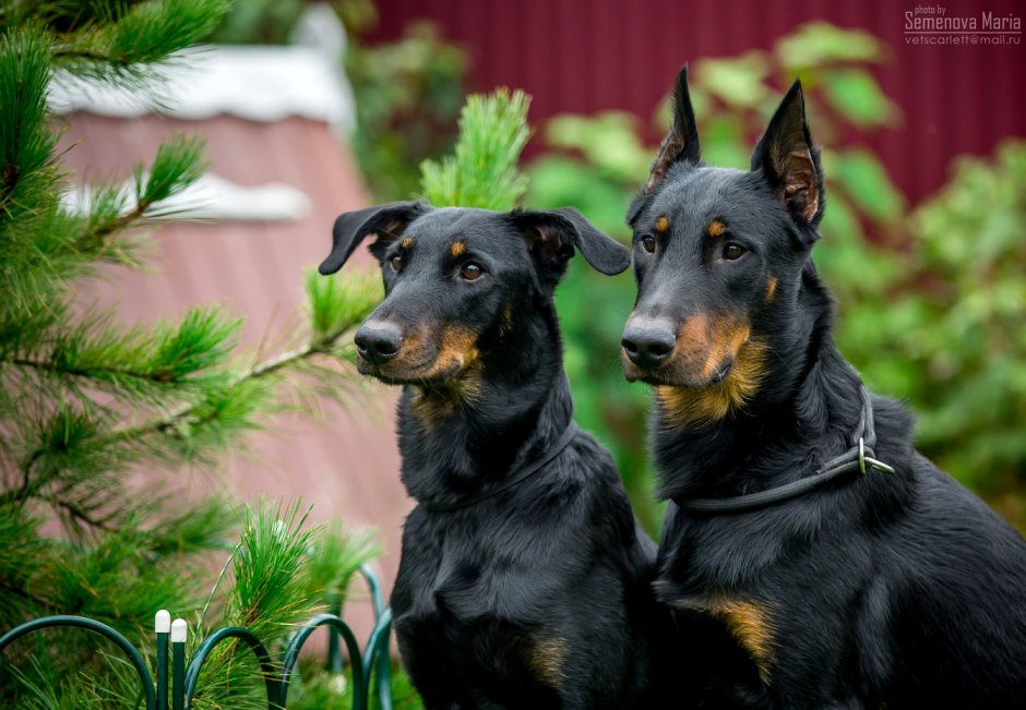 Французская овчарка Босерон щенки