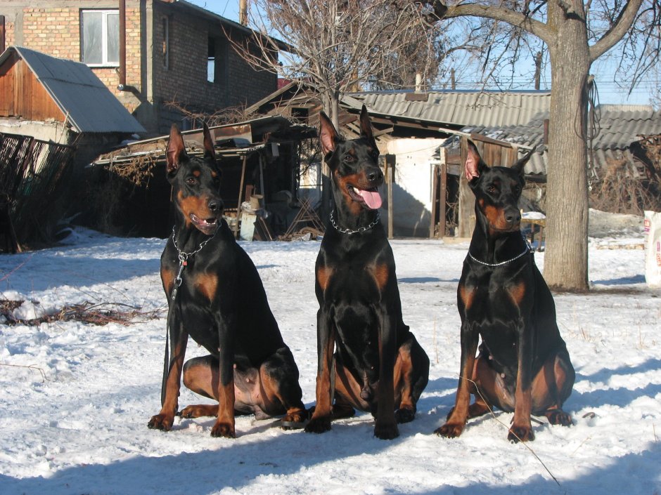 Стая доберманов