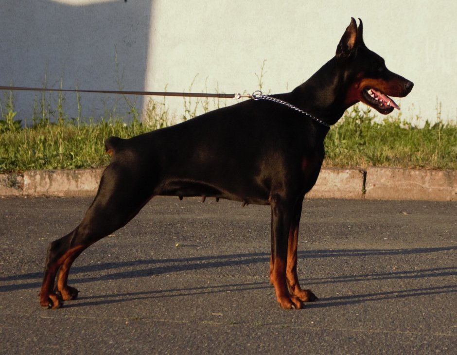 Доберман Баленсиага