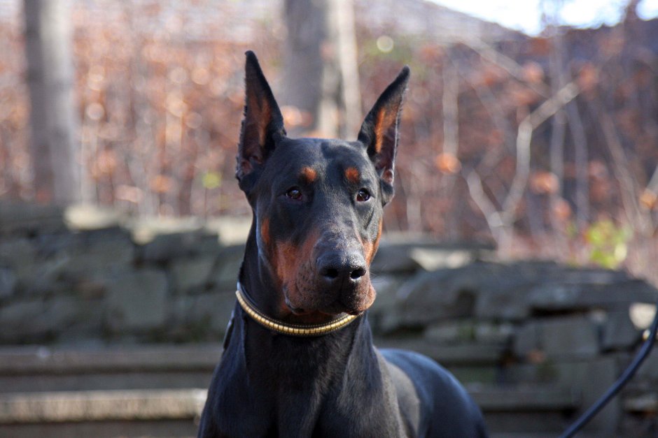 Доберман меланист